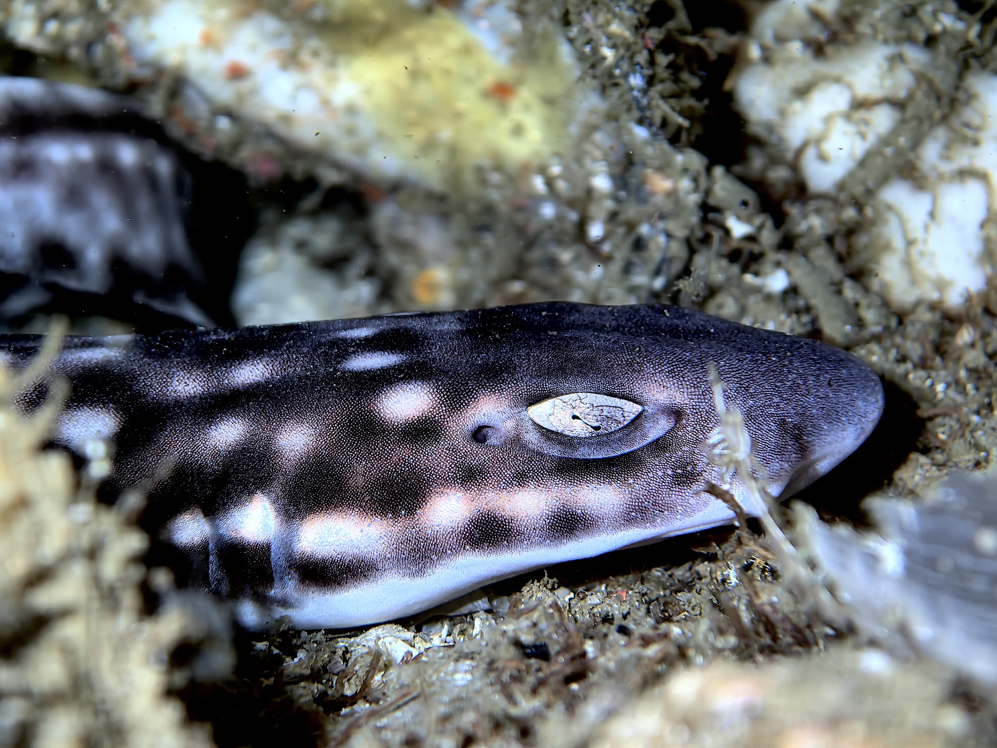 ภาพ ปลา marmoratus (Atelomycterus marmoratus)