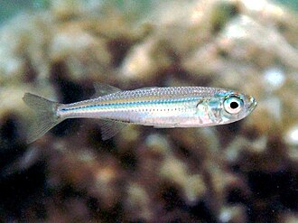 ภาพ ปลา boyeri (Atherina boyeri)