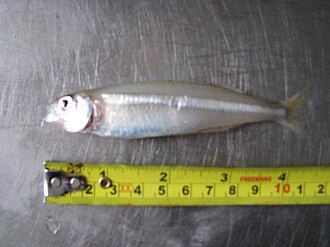 ภาพ ปลา breviceps (Atherina breviceps)