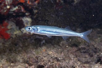 ภาพ ปลา hepsetus (Atherina hepsetus)