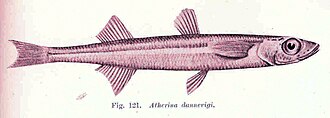 ภาพ ปลา hepsetoides (Atherinason hepsetoides)