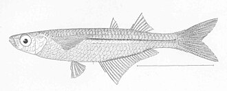 ภาพ ปลา crystallina (Atherinella crystallina)