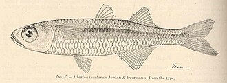 ภาพ ปลา insularum (Atherinomorus insularum)