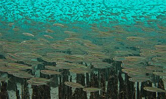 ภาพ ปลา lineatus (Atherinomorus lineatus)