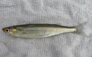 ภาพ ปลา affinis (Atherinops affinis)