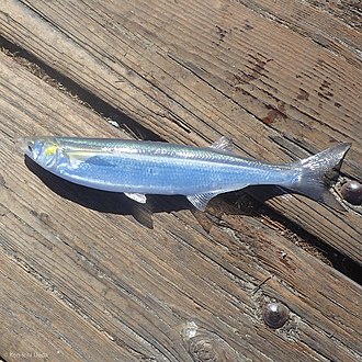 ภาพ ปลา californiensis (Atherinopsis californiensis)