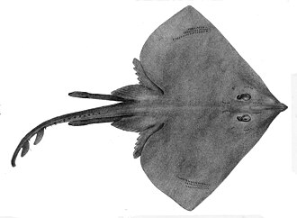 ภาพ ปลา platana (Atlantoraja platana)