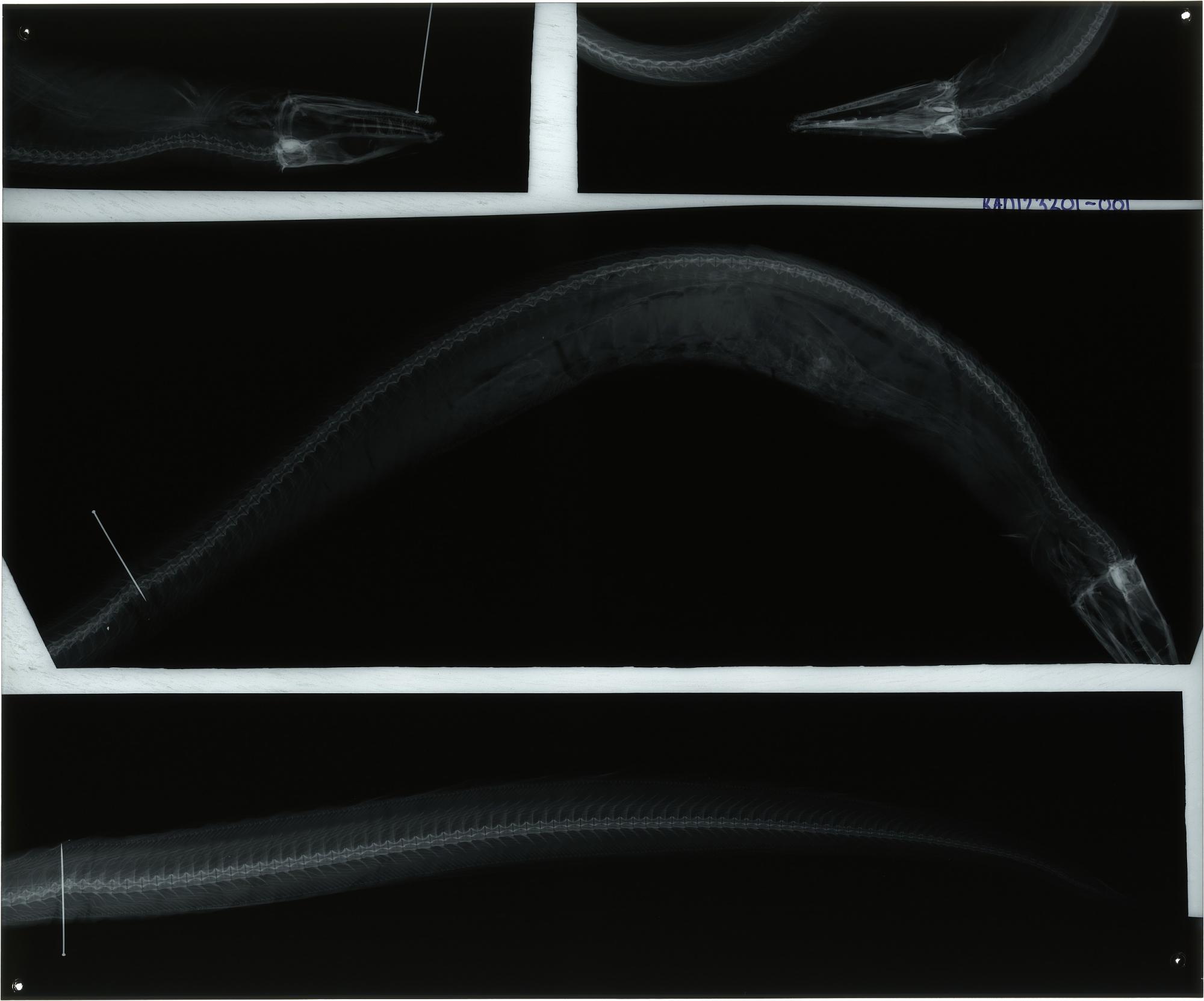 ภาพ ปลา phrix (Atractodenchelys phrix)