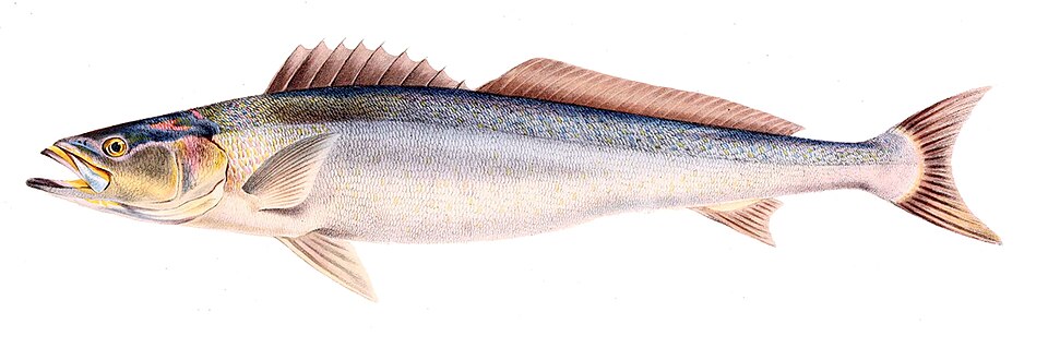 ภาพ ปลาจวดแอฟริกา (Atractoscion aequidens)