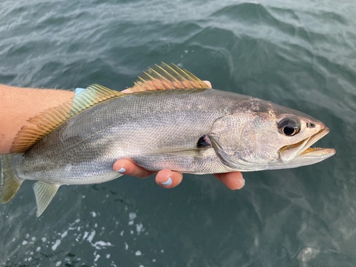 ภาพ ปลาจวด atelodus (Atractoscion atelodus)