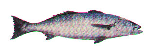 ภาพ ปลาจวด nobilis (Atractoscion nobilis)