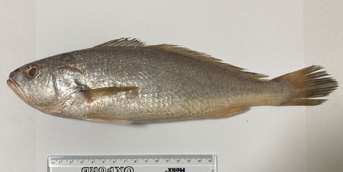 ภาพ ปลาจวดส้ม (Atrobucca brevis)