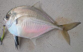 ภาพ ปลา atropos (Atropus atropos)