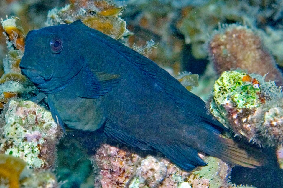 ภาพ ปลาตั๊กแตนหินดำตั๊กแตนหิน (Atrosalarias holomelas)