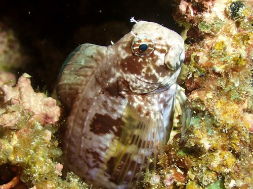 ภาพ ปลาตั๊กแตนหินปะการังตั๊กแตนหิน (Atrosalarias hosokawai)