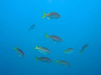 ภาพ ปลา strigatus (Atypichthys strigatus)