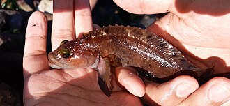 ภาพ ปลา crinitus (Auchenionchus crinitus)