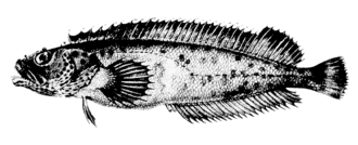 ภาพ ปลา microcirrhis (Auchenionchus microcirrhis)