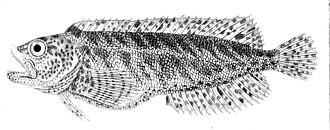 ภาพ ปลา variolosus (Auchenionchus variolosus)