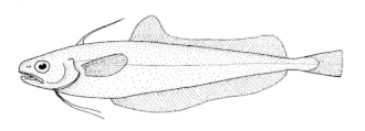 ภาพ ปลา punctatus (Auchenoceros punctatus)