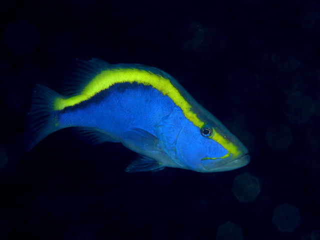 ภาพ ปลากะรังจิ๋วทองริบบิ้น (Aulacocephalus temminckii)