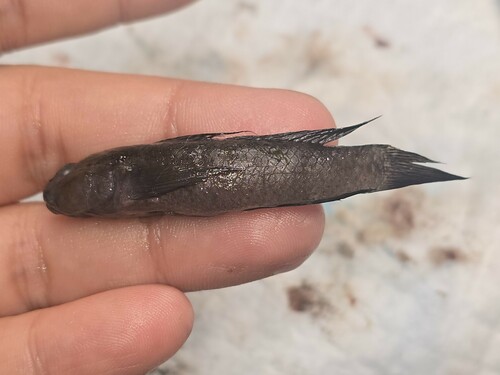 ภาพ ปลาบู่จุดฟ้า (Aulopareia unicolor)