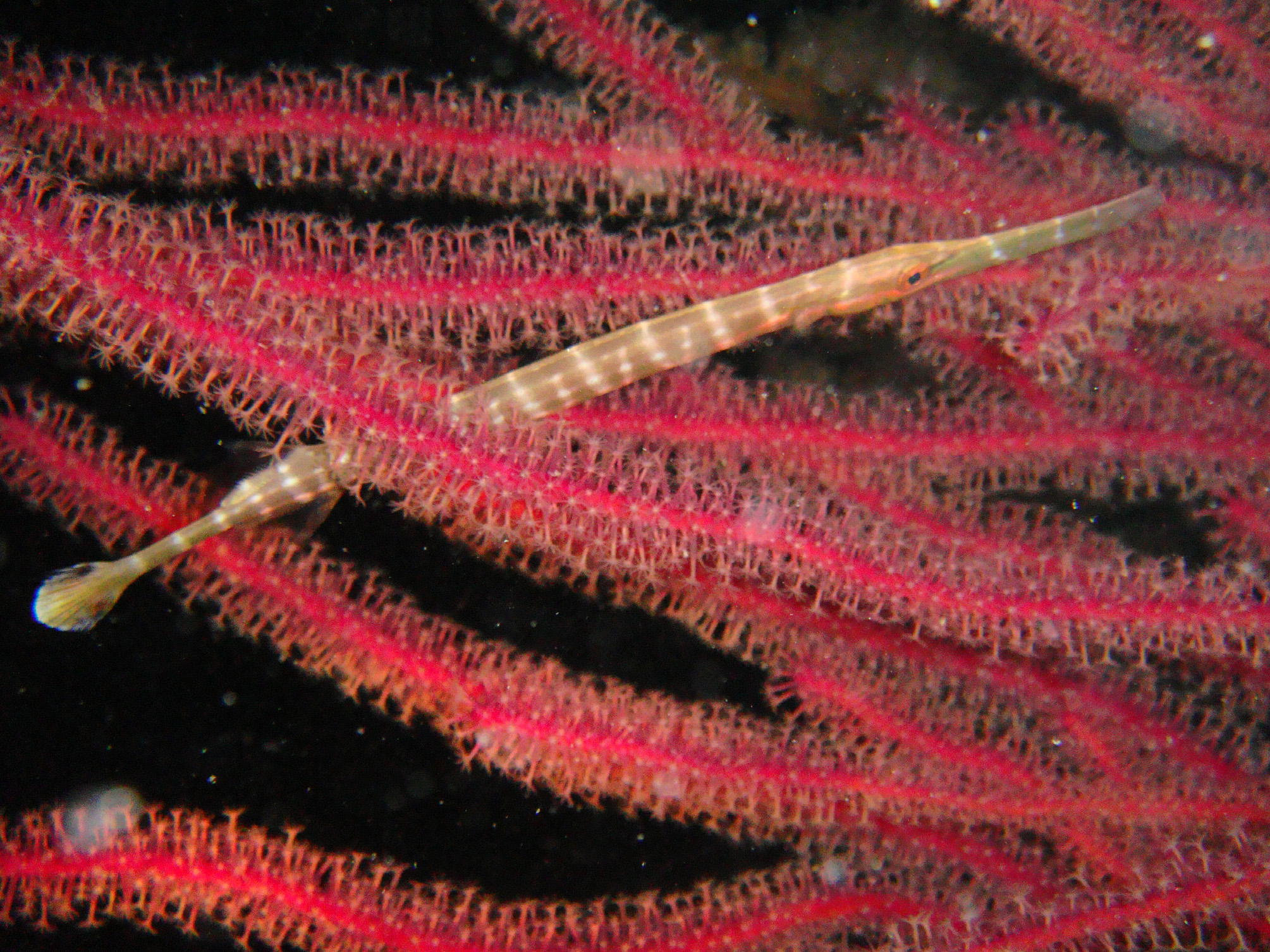 ภาพ ปลา chinensis (Aulostomus chinensis)