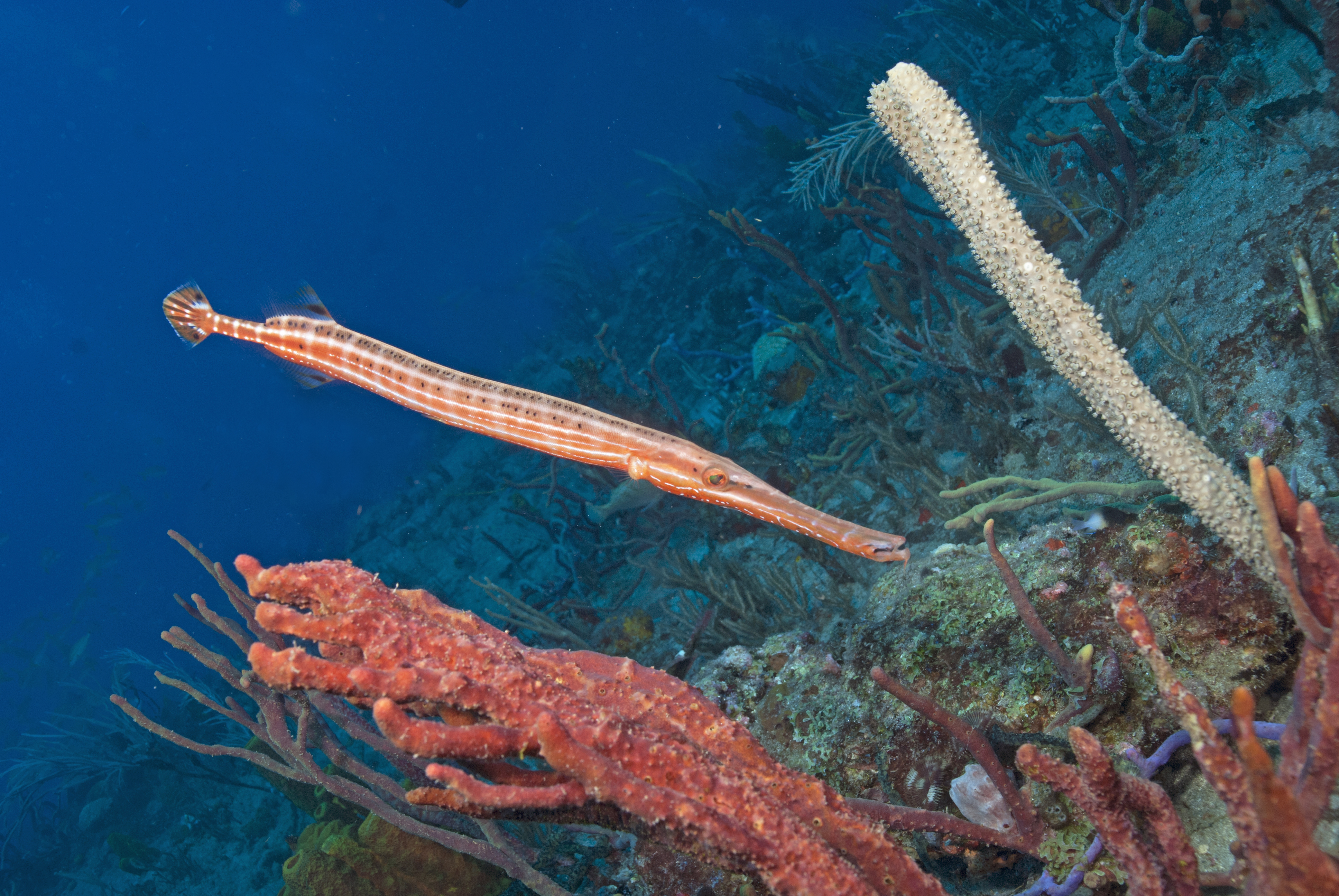 ภาพ ปลา maculatus (Aulostomus maculatus)