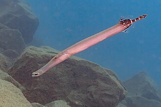ภาพ ปลา strigosus (Aulostomus strigosus)