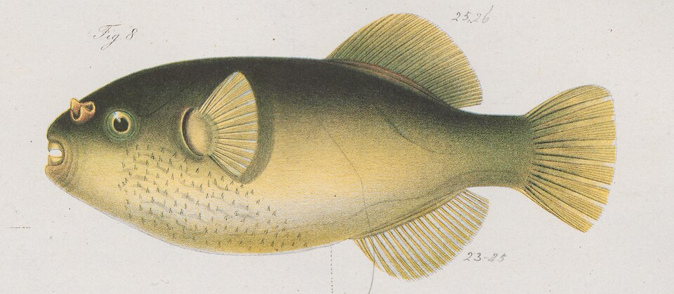 ภาพ ปลาปักเป้าทองน้ำกร่อย (Auriglobus modestus)