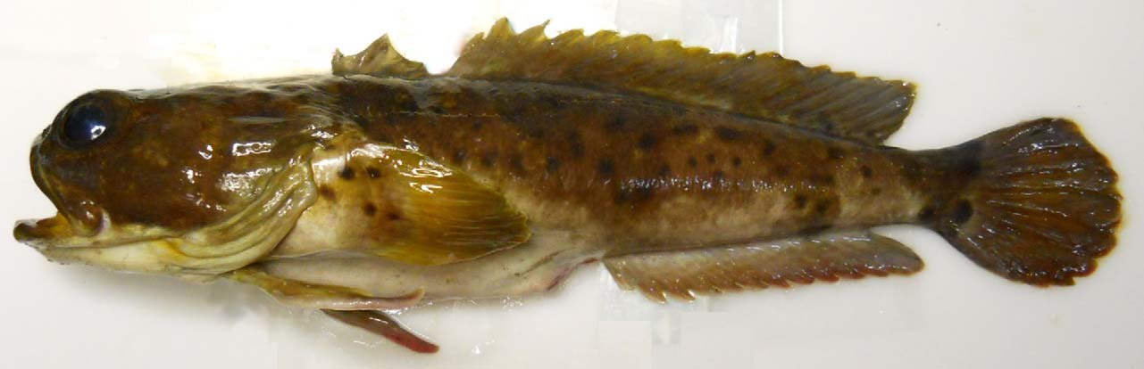 ภาพ ปลา iselesele (Austrobatrachus iselesele)