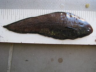 ภาพ ปลา microlepis (Austroglossus microlepis)