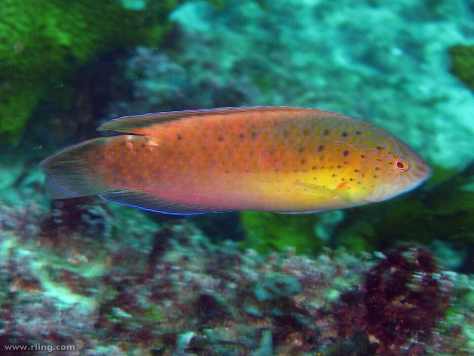 ภาพ ปลานกขุนทองดำลายจุด (Austrolabrus maculatus)
