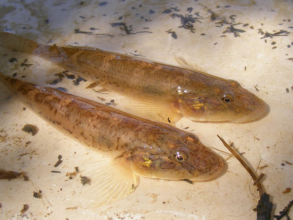 ภาพ ปลาบู่แอฟริกาน้ำจืดบู่ (Awaous aeneofuscus)