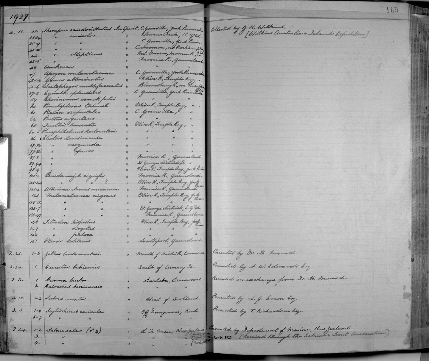 ภาพ ปลาบู่ bustamantei (Awaous bustamantei)