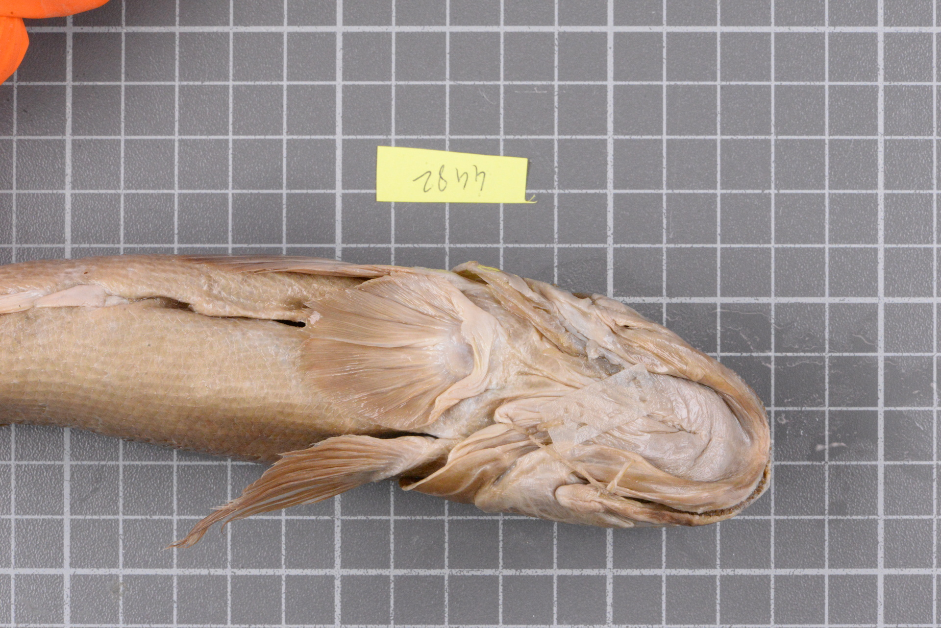 ภาพ ปลาบู่ macrorhynchus (Awaous macrorhynchus)