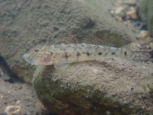 ภาพ ปลาบู่บู่ (Awaous melanocephalus)