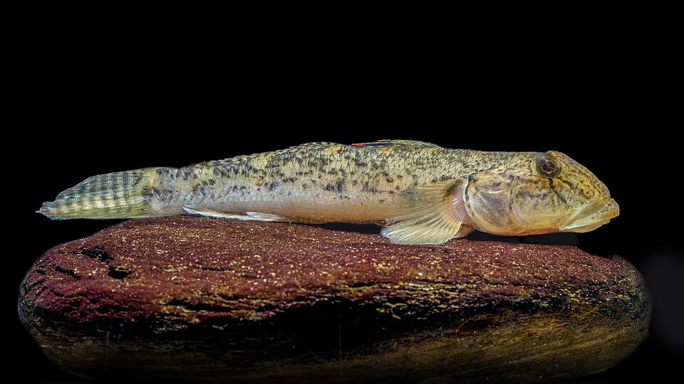 ภาพ ปลาบู่บู่ (Awaous ocellaris)