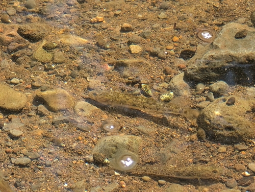 ภาพ ปลาบู่ stamineus (Awaous stamineus)