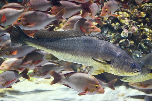 ภาพ ปลาจวดจีน (Bahaba taipingensis)