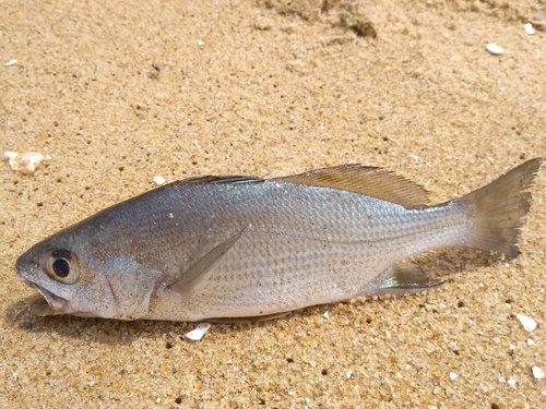ภาพ ปลาจวด goeldi (Bairdiella goeldi)