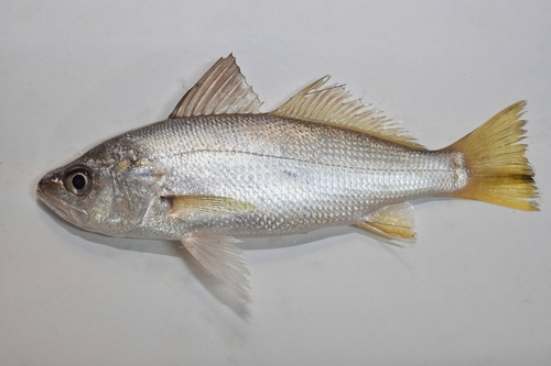 ภาพ ปลาจวด icistia (Bairdiella icistia)