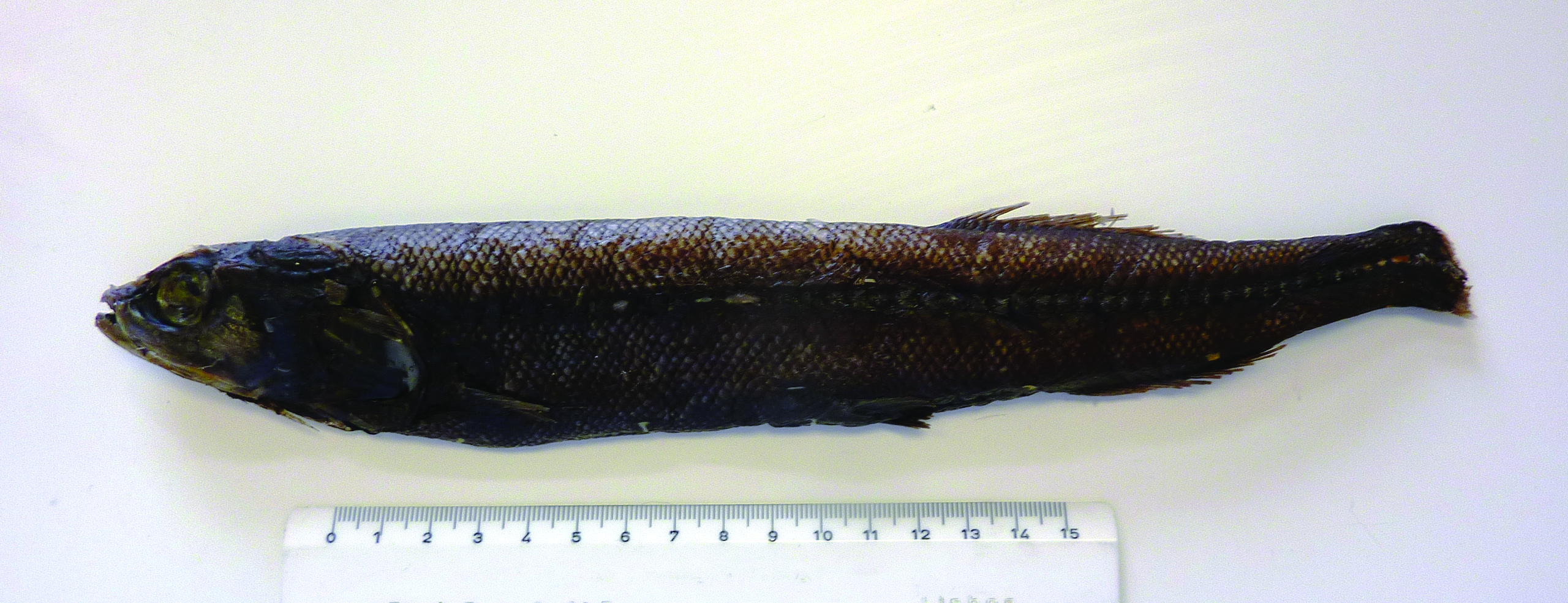 ภาพ ปลา megalops (Bajacalifornia megalops)