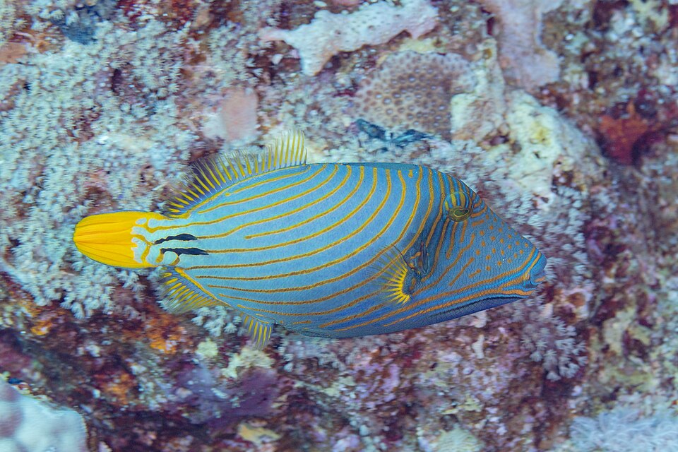 ภาพ ปลาวัวลายเส้นส้ม (Balistapus undulatus)