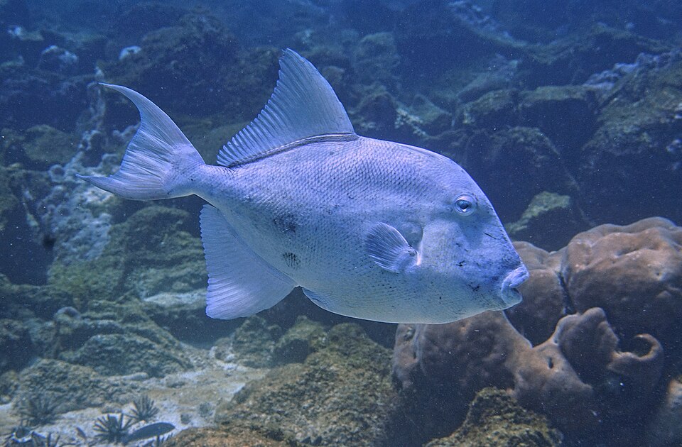 ภาพ ปลาวัว polylepis (Balistes polylepis)