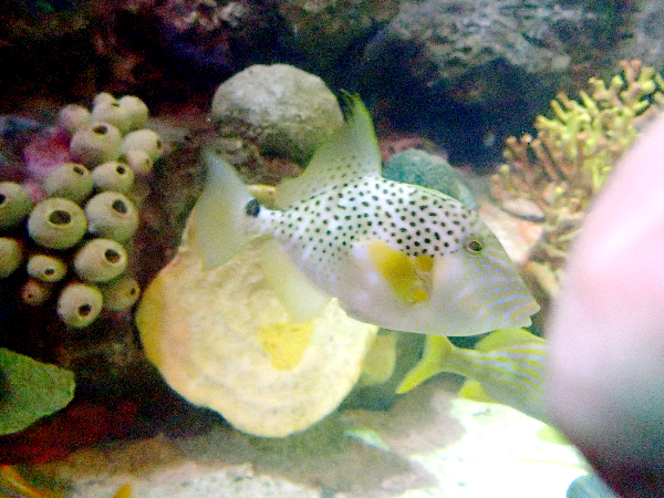 ภาพ ปลาวัวจุดฟ้า (Balistes punctatus)