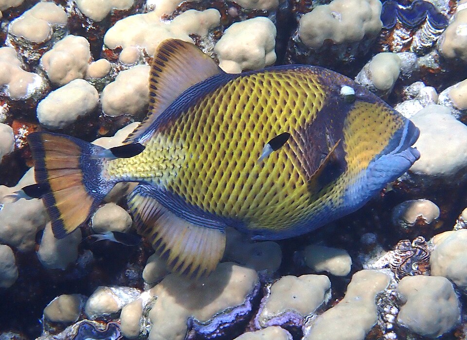 ภาพ ปลาวัวหน้าลาย (Balistoides viridescens)