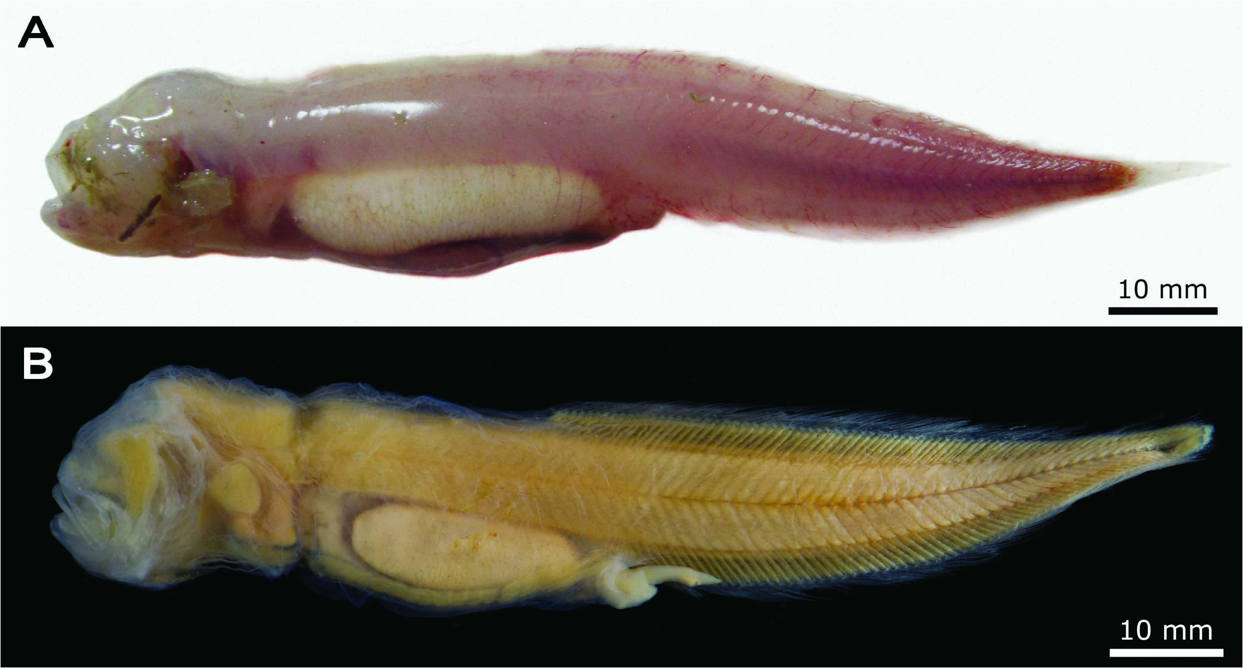 ภาพ ปลา linsi (Barathronus linsi)