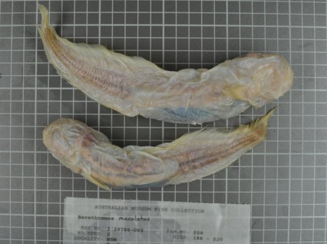 ภาพ ปลา maculatus (Barathronus maculatus)