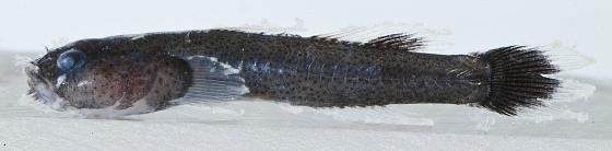 ภาพ ปลาบู่ antennatus (Barbulifer antennatus)